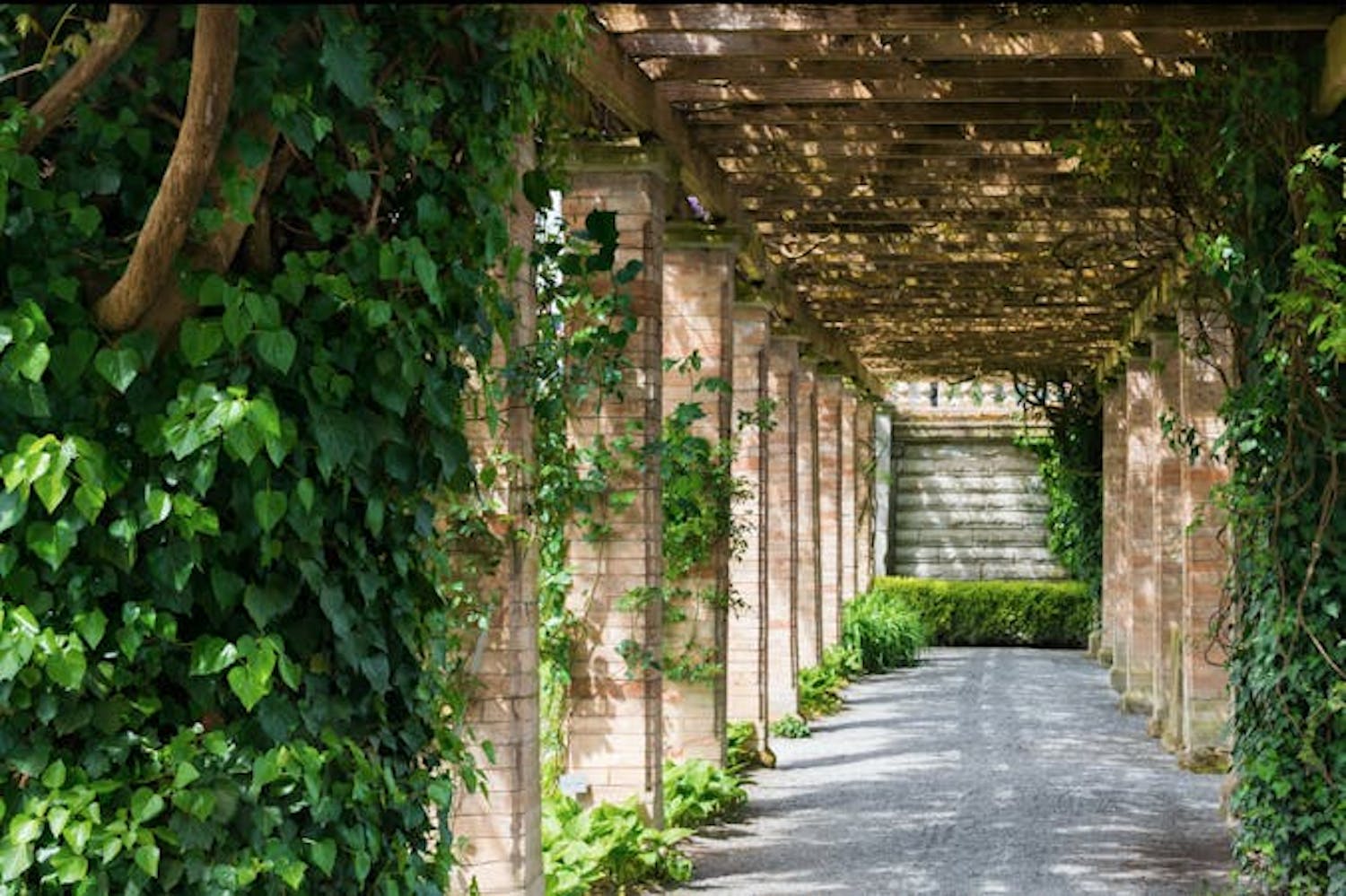 Vedbend skaber en naturlig buegang i en frodig have Vedbend skaber en naturlig buegang i en frodig have